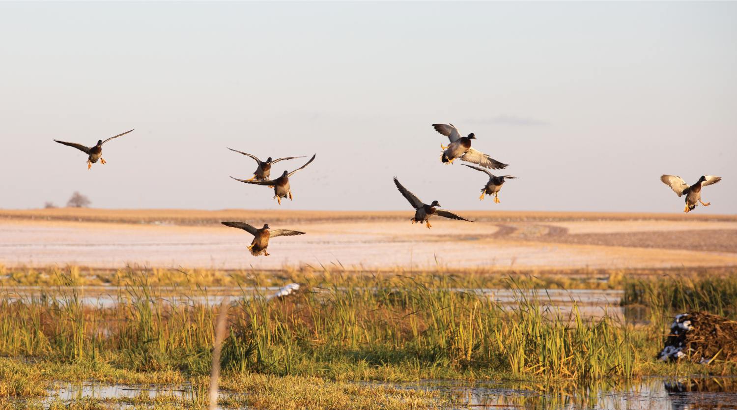 Wings Over Water by Wings for Wetlands